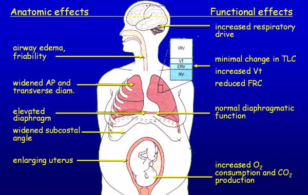 Respiratory physiology in pregnancy back to Lung Diseases